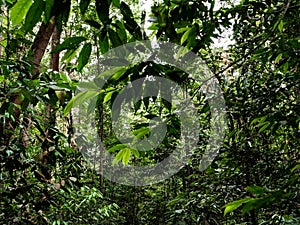 Scenic landscape view of a tropical rainforest habitat with dense thickets of vegetation in tropical Southeast Asia