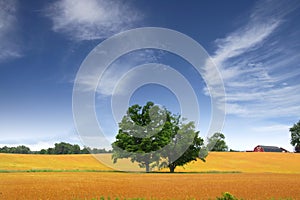 Scenic Landscape In Wheat Fields