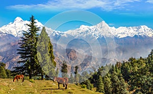 Scenic landscape with wild horses and majestic Himalayan mountain range at Munsiyari Uttarakhand India.