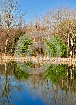 Scenic landscape of a winter woods reflected in a pond