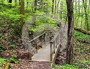 Scenic landscape of a wooden bridge on a forest pathway.