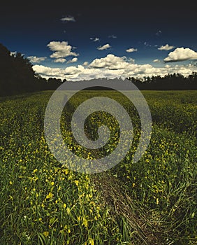 Scenic landscapes of summer harvest fields in south eastern Ontario Canada