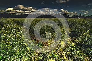 Scenic landscapes of summer harvest fields in south eastern Ontario Canada