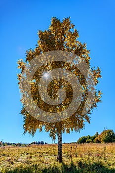 Scenic lone birch tree on forest glade at autumn on sunny day on blue sky background with sun shining with its sunrays through yel