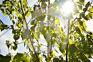 Scenic low angle bottomn view of green birch tree leaves in home backyard garden with backlit sun lights behind background.