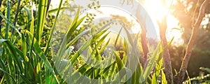 Scenic low angle view of iris flower leaves and Salix matsudana tree in home backyard garden with green grass lawn and