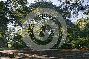 Scenic Lowcountry Charleston Angel Oak Tree