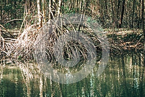 Scenic mangrove forest ecosystem with Mangrove roots and green Lake Landscape lake mangrove forest. tha pom-klong-song-nam at