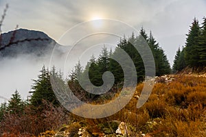 Scenic misty mountain landscape with fir forest