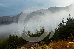 Scenic misty mountain landscape with fir forest