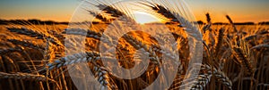 Scenic morning sunrise over vast golden wheat field in the serene rural countryside