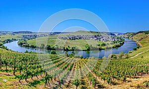 scenic Mosel river loop at Trittenheim, with green vineyards