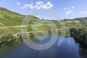 Scenic moselle river loop at Leiwen, Trittenheim