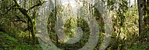 Scenic Moss-Covered Oregon Temperate Rainforest