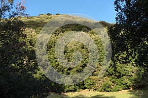 Scenic Mount Oak Holm Trees Covered