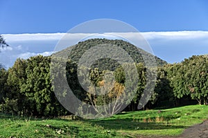 Scenic Mount Oak Trees Covered photo
