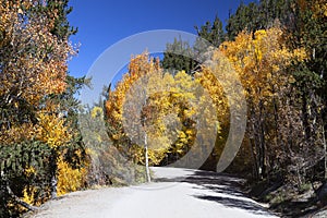 Scenic Mountain Drive Through Aspens