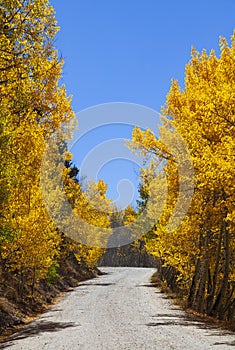 Scenic Mountain Drive Through Aspens