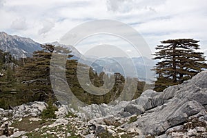 Scenic mountain landscape. Relict forest of Lebanon cedar. Lycian Way, Turkey