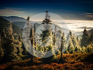 Scenic mountain landscape with trees and forest