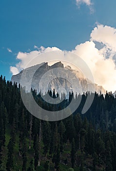 Scenic mountain and pine forest valley with white cloud and blue sky in Sonamarg, Jammu and Kashmir, India