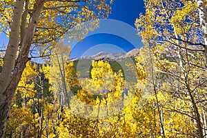 Scenic Mountain View Through Aspens