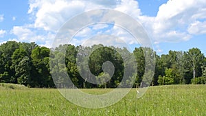 Scenic natural graze field foreground with green forest and blue sky background in the summer