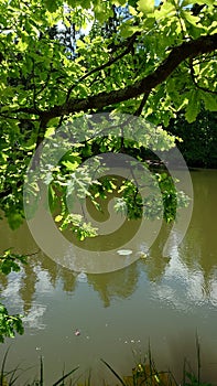 Scenic nature landscape of path near lake