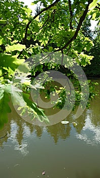 Scenic nature landscape of path near lake