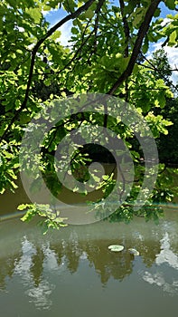 Scenic nature landscape of path near lake