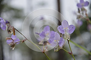 Scenic of Nature at Phu Soi Dao National Park