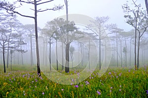 Scenic of Nature at Phu Soi Dao National Park