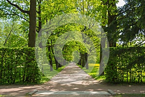 Scenic nature summer landscape walk through trees through the park. beautiful big trees