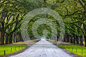 Scenic Oaks covered with spanish moss road valley