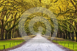 Scenic Oaks covered with spanish moss road valley