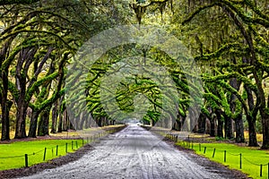 Scenic Oaks covered with spanish moss road valley