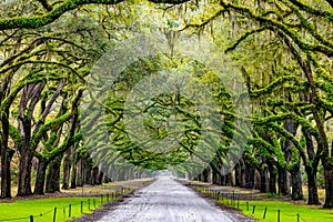 Scenic Oaks covered with spanish moss road valley