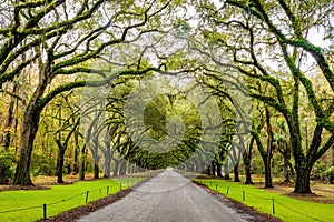 Scenic Oaks covered with spanish moss road valley