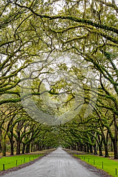 Scenic Oaks covered with spanish moss road valley