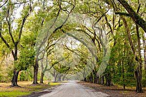 Scenic Oaks covered with spanish moss road valley