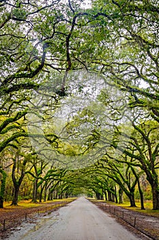 Scenic Oaks covered with spanish moss road valley