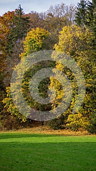 Scenic outdoor setting with colorful autumn trees in the park