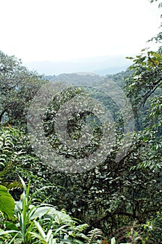 Scenic outlook point in the Cotacachi Cayapas Ecological Reserve