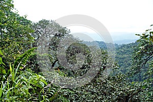 Scenic outlook point in the Cotacachi Cayapas Ecological Reserve