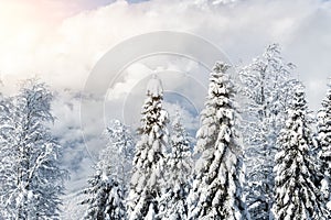Scenic over cloud view of many trees covered fresh hoar frost snow forest mountain peaks, resort village clear blue sky