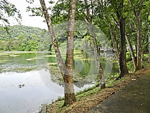 Scenic overgrown pond under the mountain with the jungle, in cloudy weather, Phang Nga, Thailand