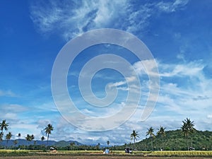 Scenic Paddy Field During Harvest Season in Summer