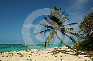 Scenic Palm over the Beach