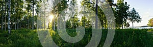 Scenic panorama of morning sun shines through birch forest at swedish countryside, Sun shine, long green grass,lake. Sweden, Umea