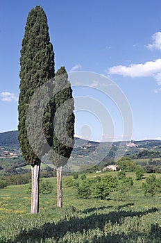 Scenic panorama view of typical Tuscany landscape with group of cypress trees